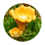 Фунгуликс состав