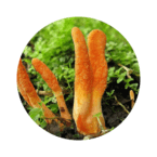 Фунгуликс грибной сбор