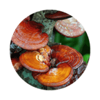 Отивин капли